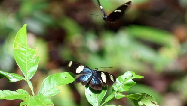 Butterflies in the Marasha Nature Reserve
