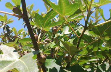 Deluxe garden flat near Terra-Mítica - Foto 11