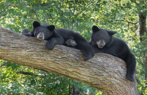 TymeoffVT cabin in the woods - Hot Tub , EV chg - Foto 7