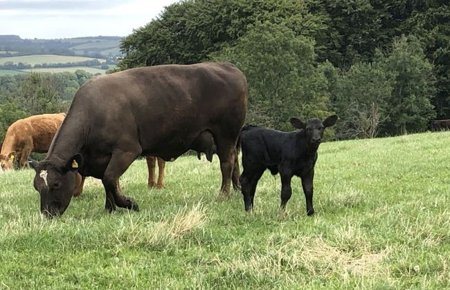 Beautiful 3 Bedroomed Cotswolds Farmhouse - Photo 41