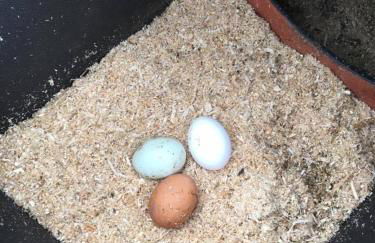 Craigievern Cottage - Foto 24