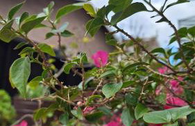 Nosso Loft Encantador em Campos do Jordão - Foto 57