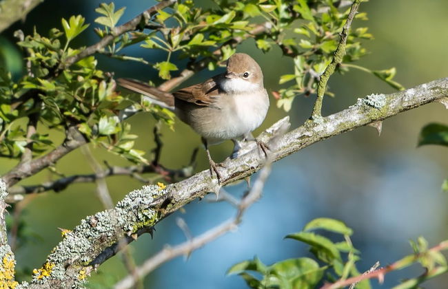 Loxley Barn, 1-bed Cottage Retreat - Foto 35