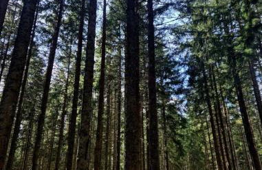 Schwarzwaldstube Alpenblick - Foto 39