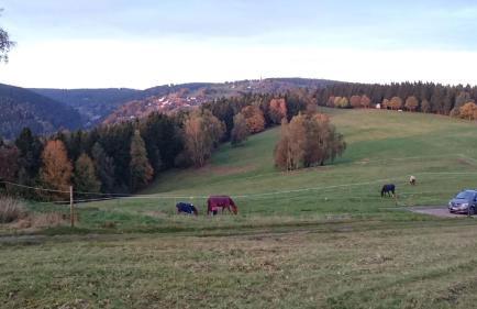 Ferienwohnung Elisabeth - Photo 34