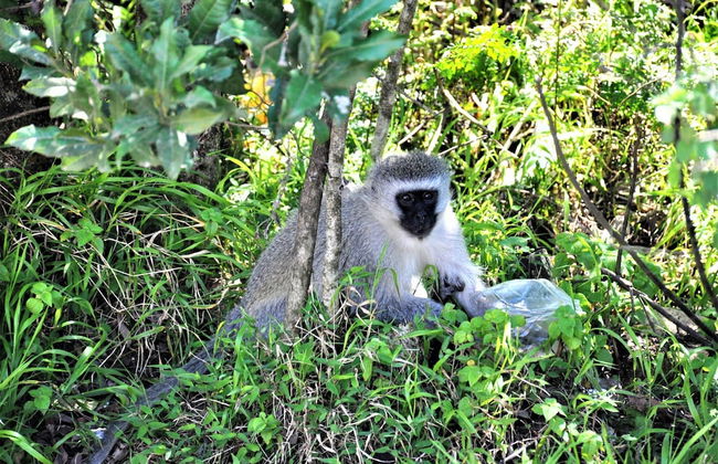Impala Niezel Lodge - Foto 40