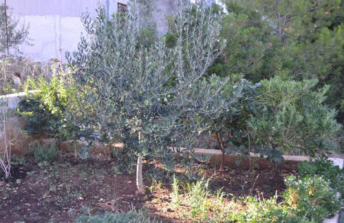 Apartmani Vila Nela - Foto 10