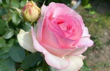 Orchidea del Garda Rooms & Apartments - Foto 38