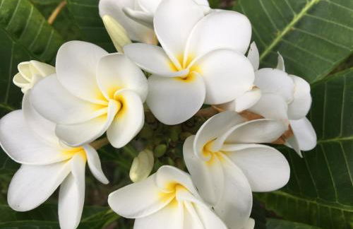 Mediteranean style Ohana Rental / Garden Bungalow in Pahoa - Photo 41