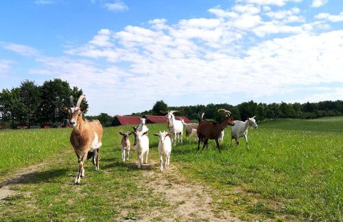 Dylewianka - Foto 29