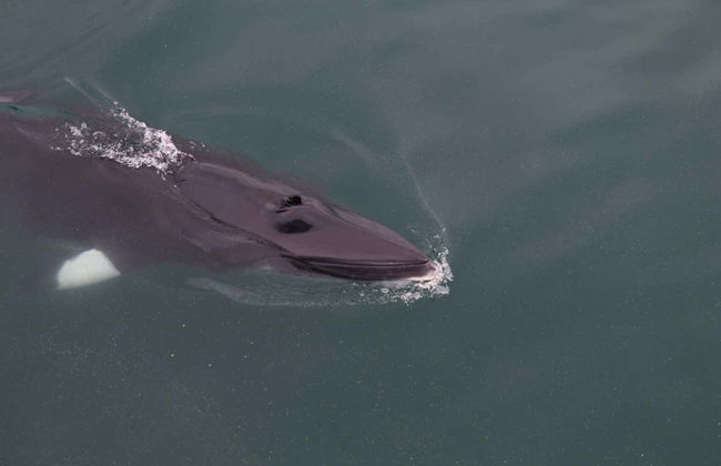 Avvistamento di balene - Foto 7