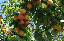 Ca'Solare Corticelli - Photo 8