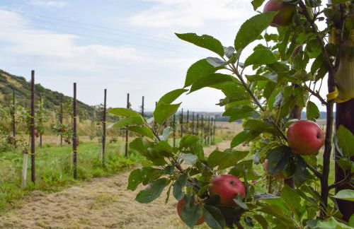 The Barracks East Neuk Orchards - Foto 33