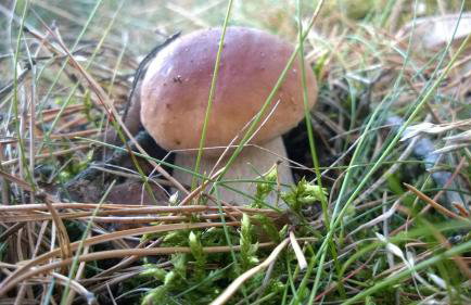 Domek Letniskowy ZŁOTY KARAŚ - Foto 39