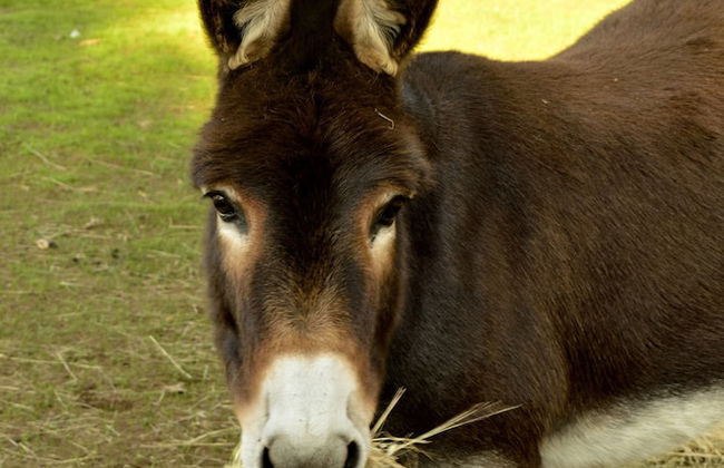 Diamond Forest Farm Stay - Foto 33