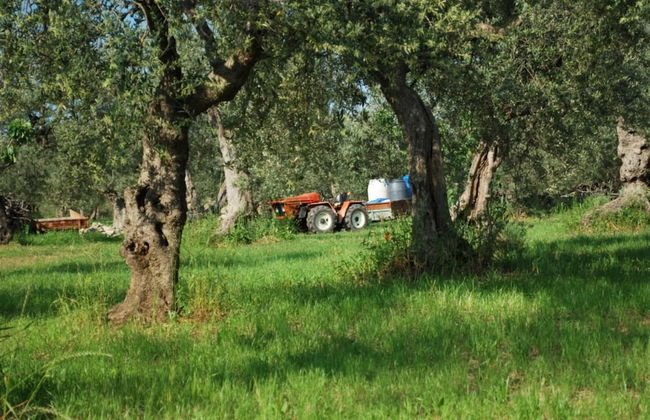 Dante Pino in Tocco da Casauria - Foto 19