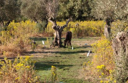 Quinta dos Álamos Agroturismo - Foto 28