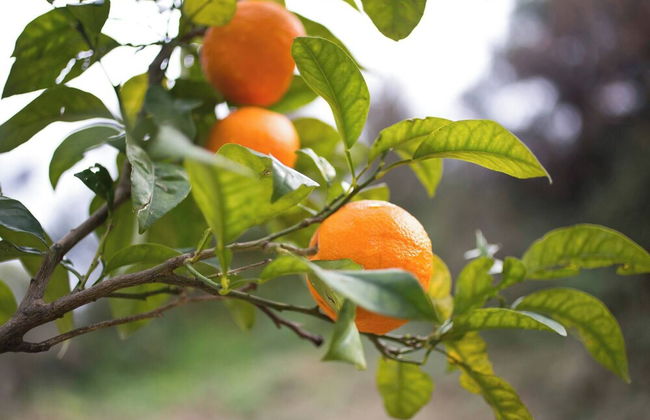 Cute Yellow Handmade House With Garden - Photo 70