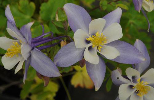 Chalet Kala - Foto 50