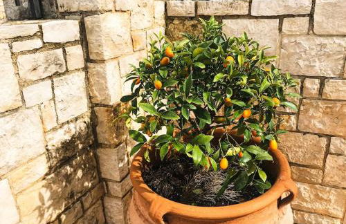 Villa Zenovia - Photo 23