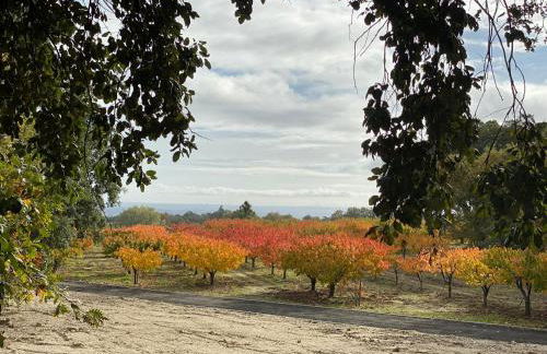 Carvalhal Redondo - Farm House - Foto 16