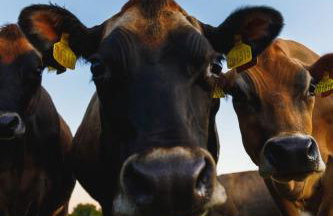 Broomhill Barns - Foto 56