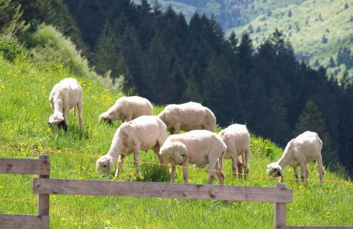 AGRITURISMO MASO PERTENER -adults friendly- - Foto 9