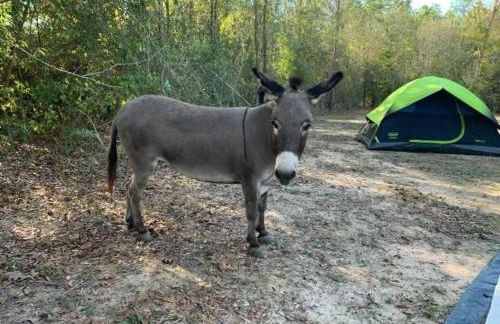 Stunning 1-bed Glamping Tent in Cleveland - Foto 44