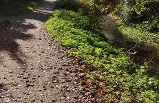 Hamburg-Rahlstedt, klein aber sehr fein, ILS-nah - Foto 27