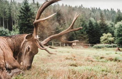 Ferienwohnung Schwarzwald Tannenzäpfle - Foto 77