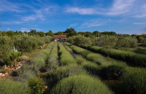 Officinalis - Family Vacation House - Photo 32