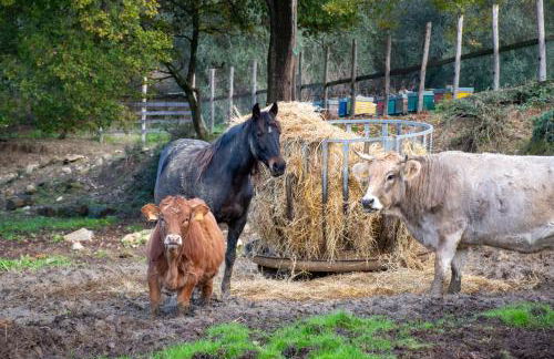 Fattoria di Maiano - Foto 40
