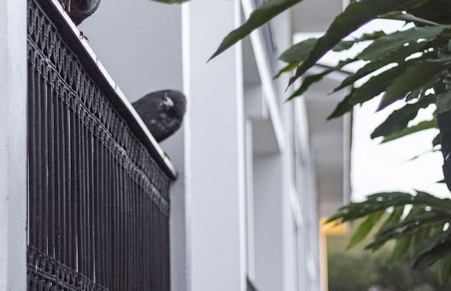 Resort Fazenda 3 Pinheiros - Foto 16