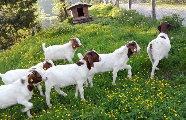 Bischofsmütze - Photo 27