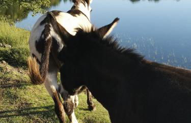 Ferienwohnung Maar-Idyll - Foto 33