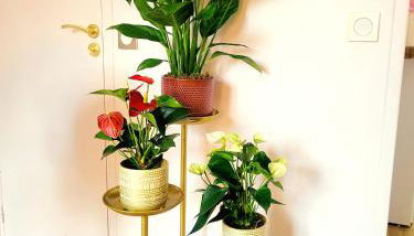 Golden Art Studio - Foto 4