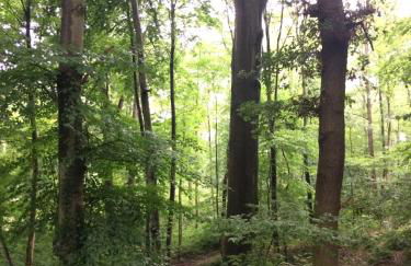 Eifel-Lounge BLOCKHAUS mit Kamin Garten Balkon nahe Köln Therme Brühl Phantasialand - Foto 58