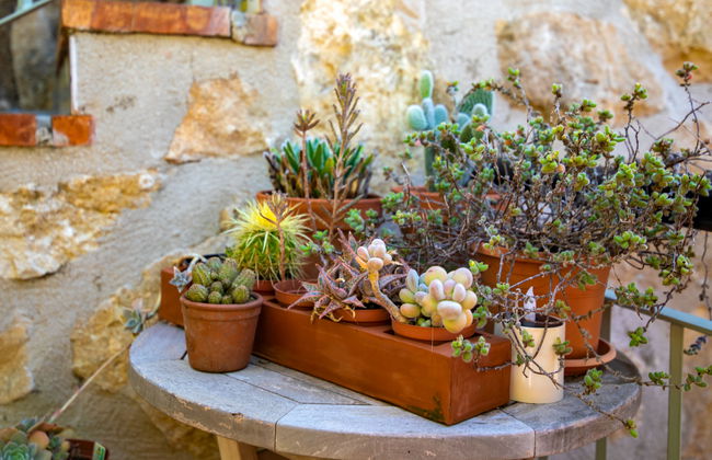 Petite Fleur - Foto 49