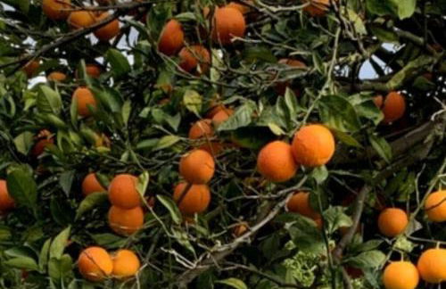 Villa Torre mit Pool und Bergpanorama - Foto 18