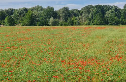 Królewska Sielanka - Foto 39