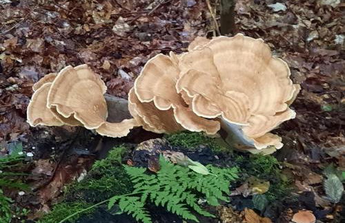 Ferienwohnung Kirschenknupp - Foto 7