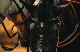 Pousada Fazenda Glória - Foto 17