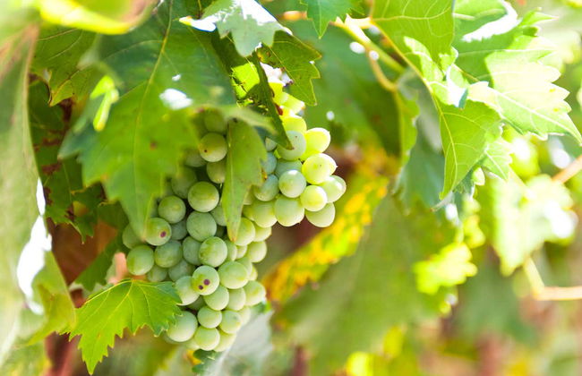 Wine Tour of Guanajuato - Foto 7