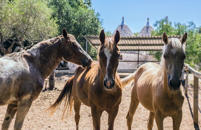 Trullo Palma - Foto 19