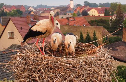Apartments im Spreewald - Foto 15