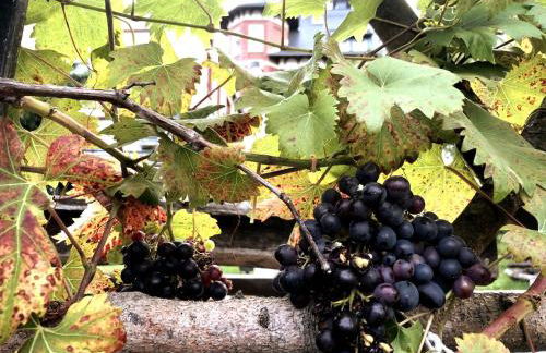 Urlaubsloft AUGUST'S Schatzkiste - Photo 55