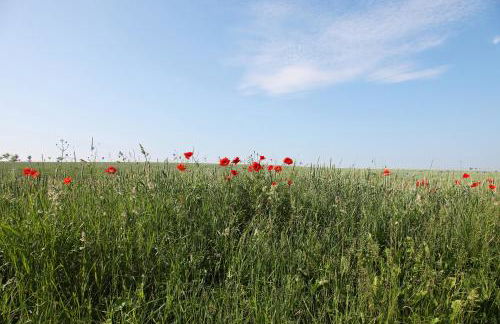 Design-FeWo Fleesensee, Wallbox, Sauna, Terrasse - Foto 36