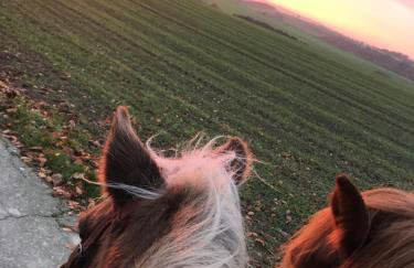 Landhof Lieg - Tierische Auszeit in unseren gemütlichen Ferienwohnungen - Foto 35