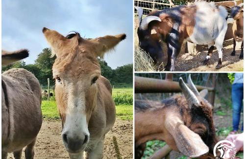 Le nid dans le chêne - Photo 46