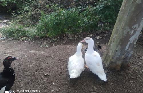 Alojamientos Sierra de Cádiz Benamahoma - Foto 46